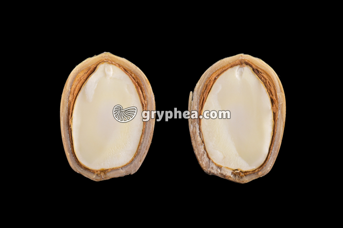 Noisette (fruit du Noisetier) en CL - gryphea.com